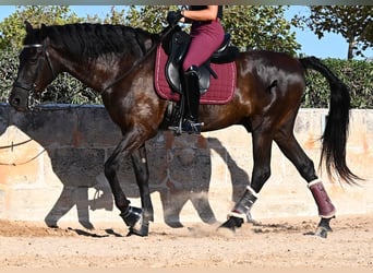 Minorquin, Hongre, 14 Ans, 159 cm, Noir