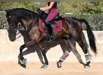 Minorquin, Hongre, 14 Ans, 159 cm, Noir