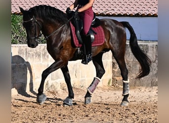 Minorquin, Hongre, 14 Ans, 159 cm, Noir