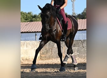 Minorquin, Hongre, 14 Ans, 159 cm, Noir