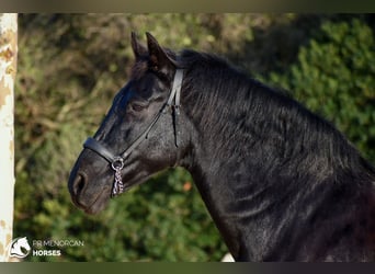 Minorquin, Hongre, 14 Ans, 160 cm, Noir