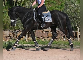 Minorquin, Hongre, 17 Ans, 165 cm, Noir