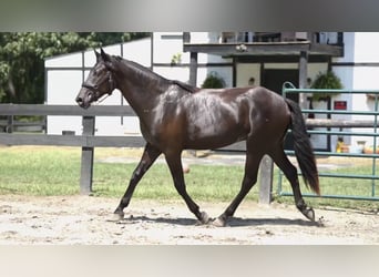 Minorquin, Hongre, 4 Ans, 165 cm, Noir