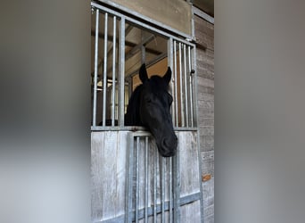 Minorquin, Hongre, 6 Ans, 153 cm, Noir