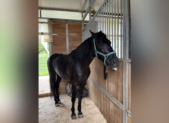 Minorquin, Hongre, 6 Ans, 153 cm, Noir