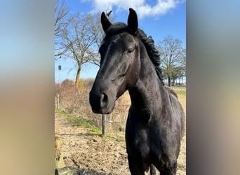 Minorquin, Hongre, 6 Ans, 163 cm, Noir