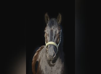 Minorquin, Hongre, 6 Ans, 163 cm, Noir