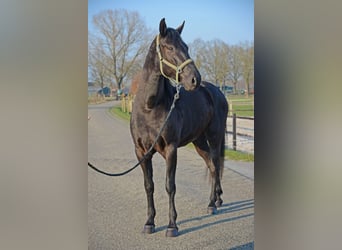 Minorquin, Hongre, 6 Ans, 163 cm, Noir