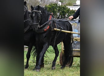 Minorquin, Hongre, 9 Ans, 159 cm, Noir