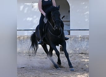 Minorquin, Hongre, 9 Ans, 159 cm, Noir
