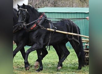 Minorquin, Hongre, 9 Ans, 159 cm, Noir