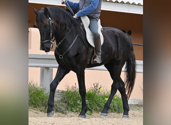 Minorquin, Hongre, 9 Ans, 165 cm, Noir
