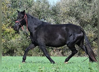 Minorquin, Jument, 10 Ans, 154 cm, Noir