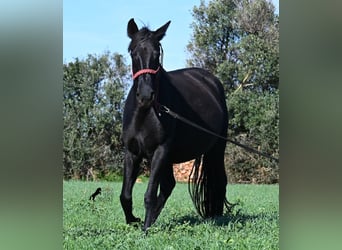 Minorquin, Jument, 10 Ans, 154 cm, Noir