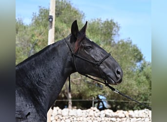 Minorquin, Jument, 11 Ans, 156 cm