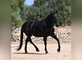 Minorquin, Jument, 11 Ans, 156 cm