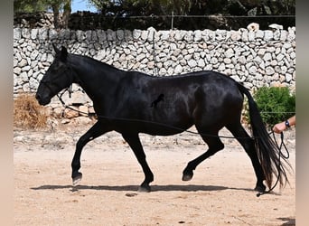 Minorquin, Jument, 11 Ans, 156 cm
