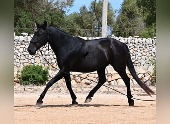 Minorquin, Jument, 11 Ans, 156 cm
