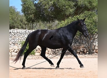 Minorquin, Jument, 11 Ans, 156 cm