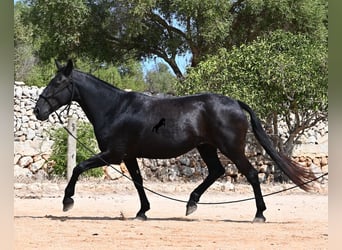 Minorquin, Jument, 11 Ans, 156 cm