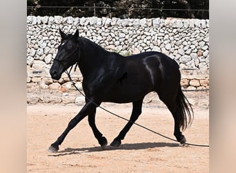 Minorquin, Jument, 11 Ans, 156 cm
