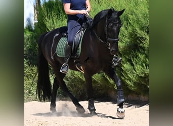 Minorquin, Jument, 12 Ans, 158 cm, Noir