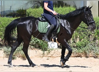 Minorquin, Jument, 12 Ans, 158 cm, Noir