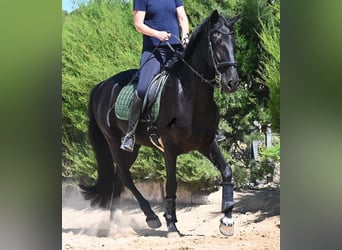 Minorquin, Jument, 12 Ans, 158 cm, Noir