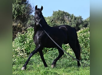 Minorquin, Jument, 17 Ans, 154 cm, Noir