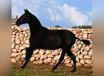 Minorquin, Jument, 1 Année, 160 cm, Noir