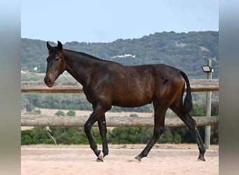 Minorquin, Jument, 1 Année, 162 cm, Noir