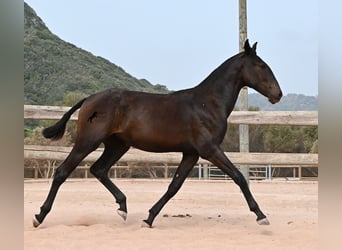 Minorquin, Jument, 1 Année, 162 cm, Noir