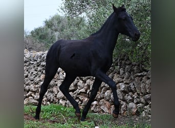 Minorquin, Jument, 1 Année, 163 cm, Noir
