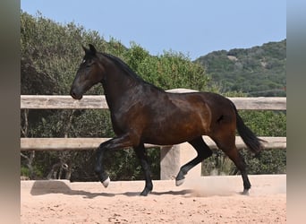 Minorquin, Jument, 2 Ans, 154 cm, Noir