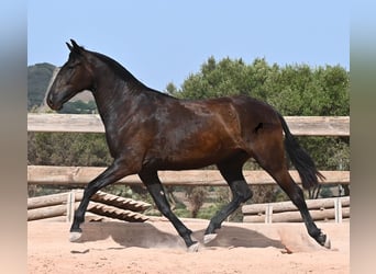 Minorquin, Jument, 2 Ans, 154 cm, Noir