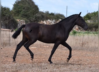 Minorquin, Jument, 2 Ans, 157 cm, Noir