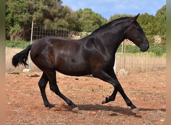 Minorquin, Jument, 2 Ans, 157 cm, Noir