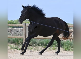 Minorquin, Jument, 2 Ans, 159 cm, Noir