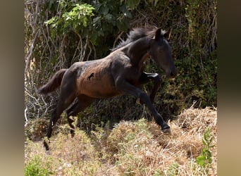 Minorquin Croisé, Jument, 2 Ans, 160 cm, Noir