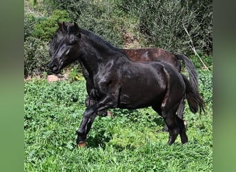 Minorquin, Jument, 2 Ans, 163 cm, Noir