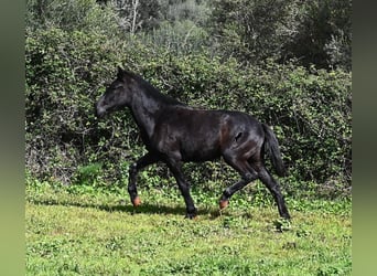 Minorquin, Jument, 2 Ans, 163 cm, Noir