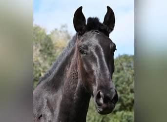 Minorquin, Jument, 2 Ans, 163 cm, Noir