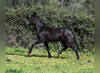 Minorquin, Jument, 2 Ans, 163 cm, Noir