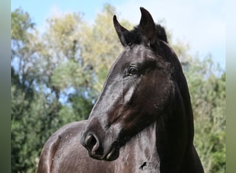 Minorquin, Jument, 2 Ans, 163 cm, Noir