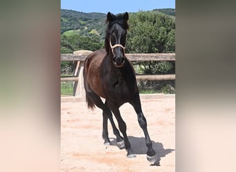 Minorquin, Jument, 2 Ans, 169 cm, Noir