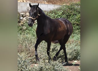 Minorquin, Jument, 3 Ans, 153 cm, Noir