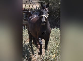 Minorquin, Jument, 3 Ans, 153 cm, Noir