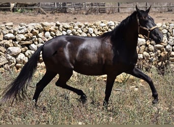 Minorquin, Jument, 3 Ans, 153 cm, Noir
