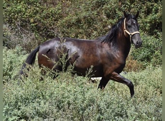 Minorquin, Jument, 3 Ans, 153 cm, Noir