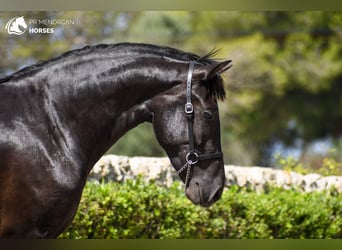 Minorquin, Jument, 3 Ans, 153 cm, Noir